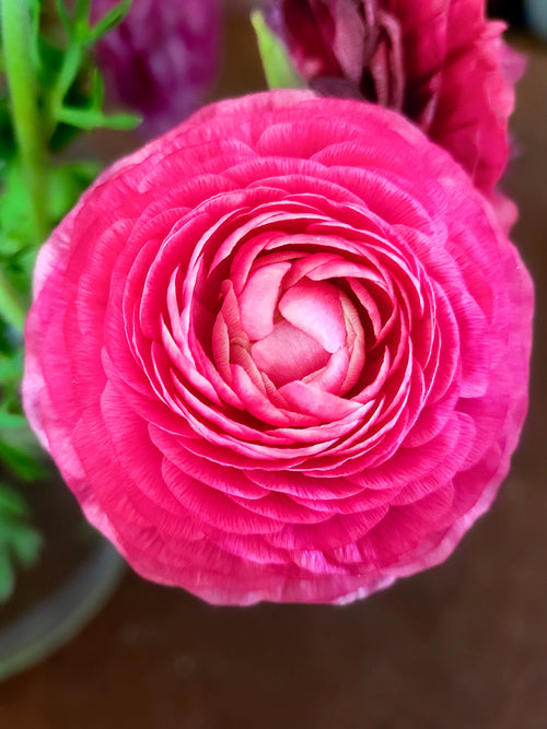 Buy Italian Ranunculus Elegance Rosa