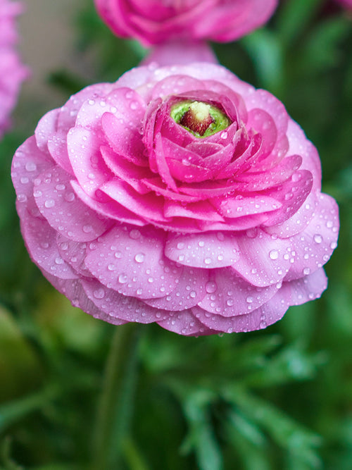 Italian Ranunculus Elegance Rosa bulbs
