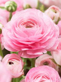 Italian Ranunculus Elegance Rosa Chiaro