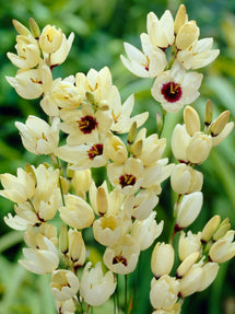 Ixia Hogarth