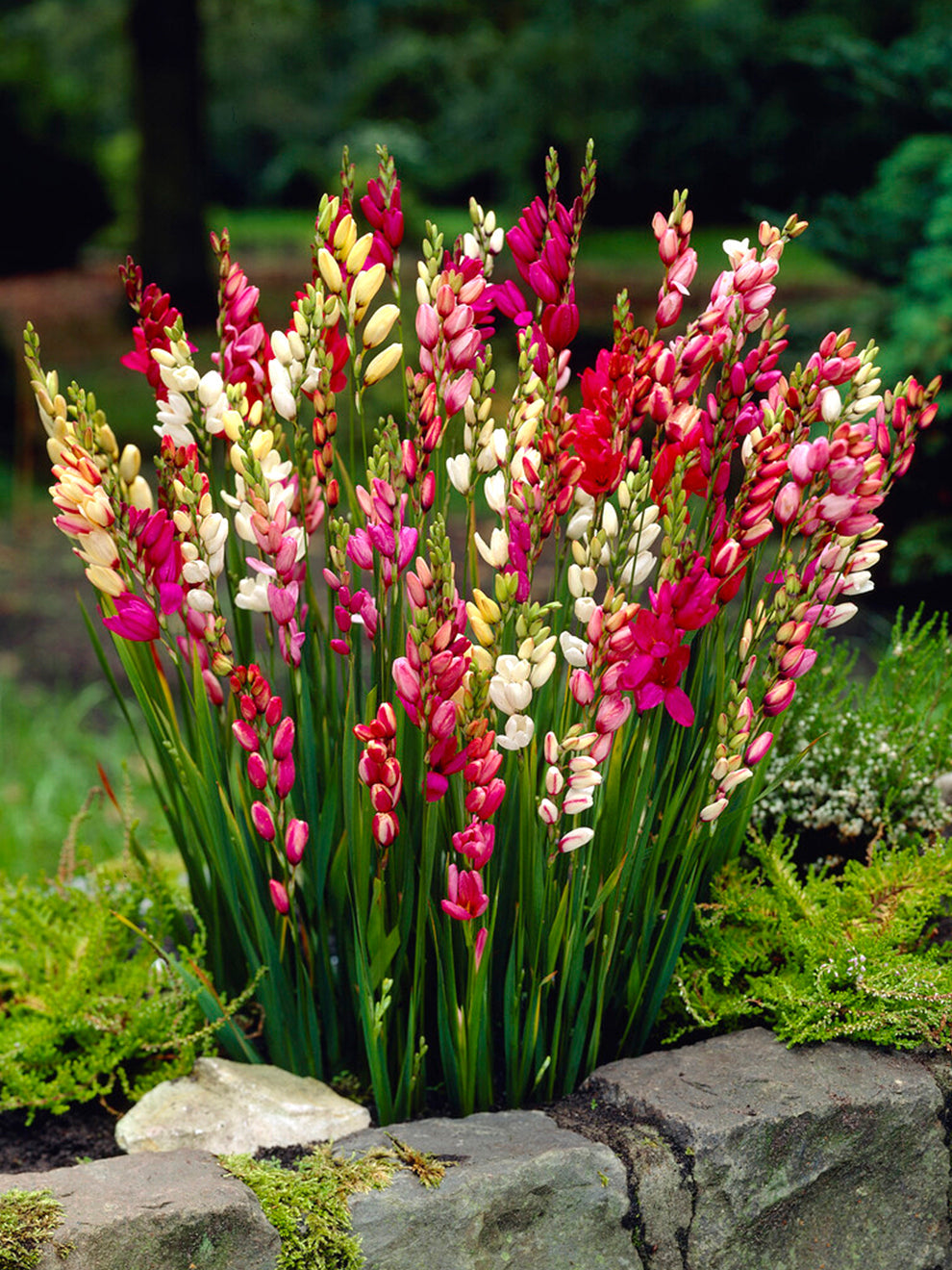 corn lily flower Ixia Mixed