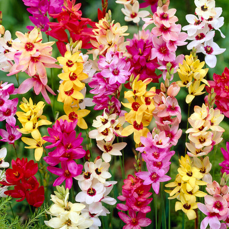 Ixia Flower Bulbs