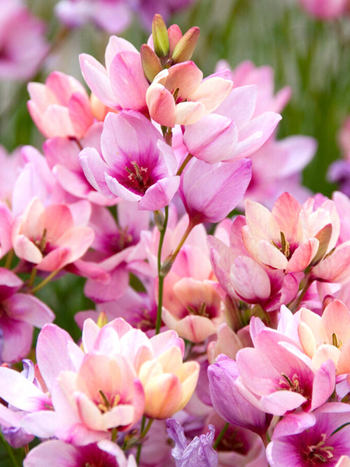 Ixia Pink - Autumn Planted Flower Bulbs