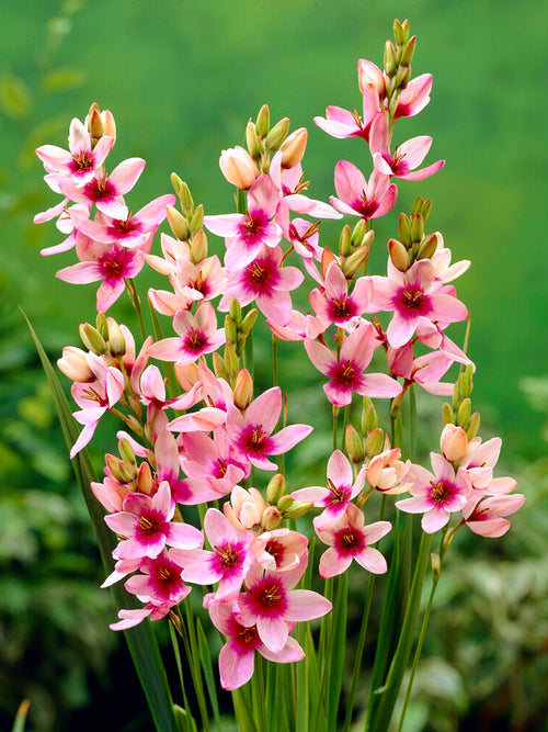 Ixia Pink - Autumn Planted Flower Bulbs
