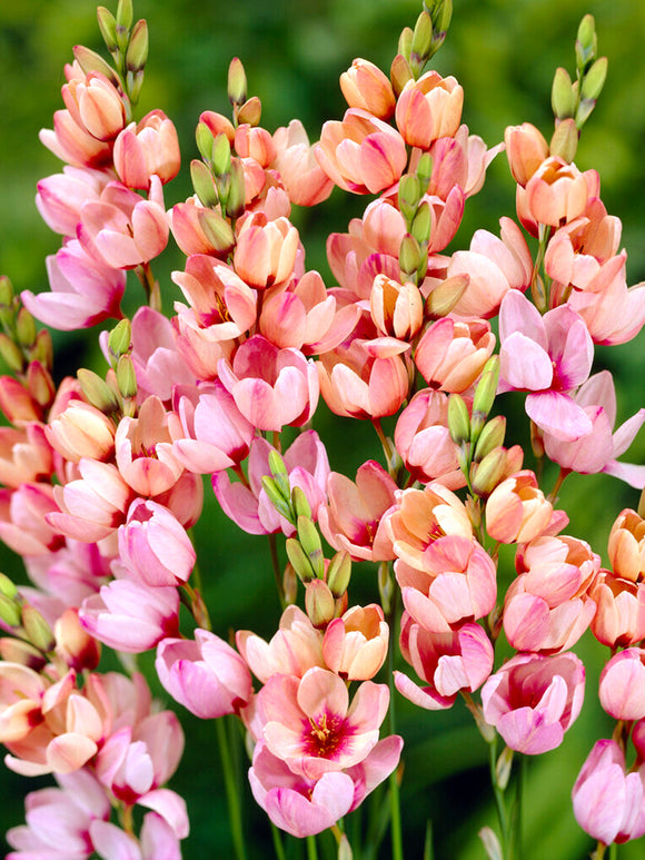 Ixia Pink - Autumn Planted Flower Bulbs