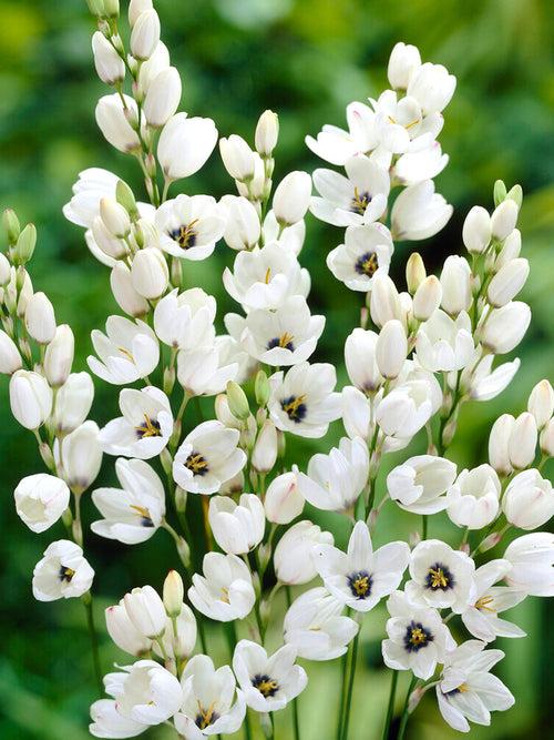 Ixia White - Autumn Planted Flower Bulbs