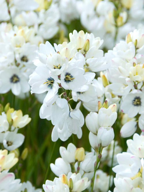 Ixia White - Autumn Planted Flower Bulbs