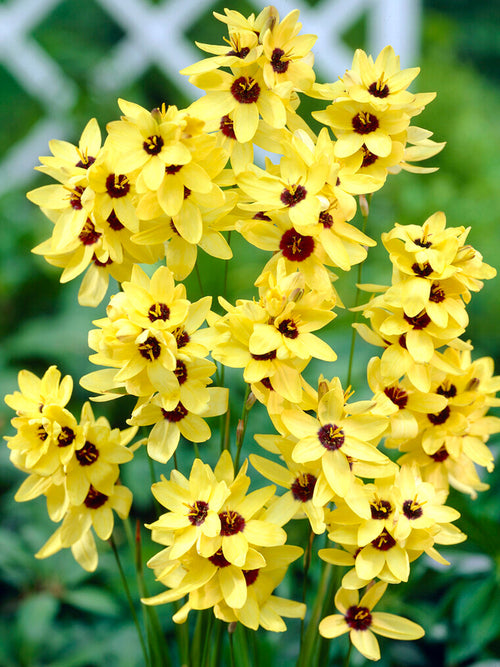 Ixia Yellow - Autumn Planted Flower Bulbs