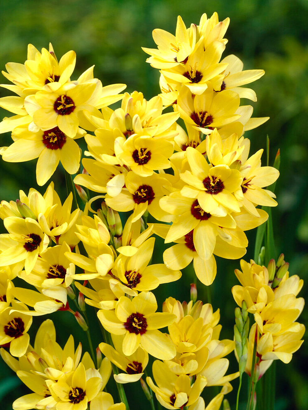 corn lily flower Ixia Yellow