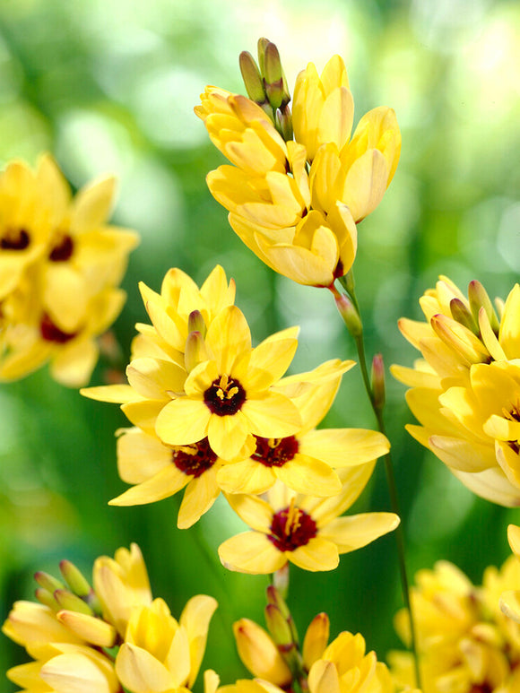 Ixia Yellow - Autumn Planted Flower Bulbs