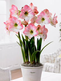 Jumbo Amaryllis Apple Blossom