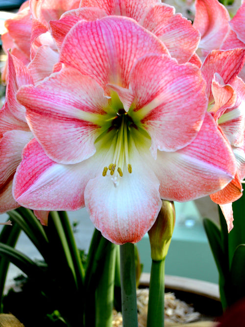 Giant Amaryllis Bulbs Apple Blossom