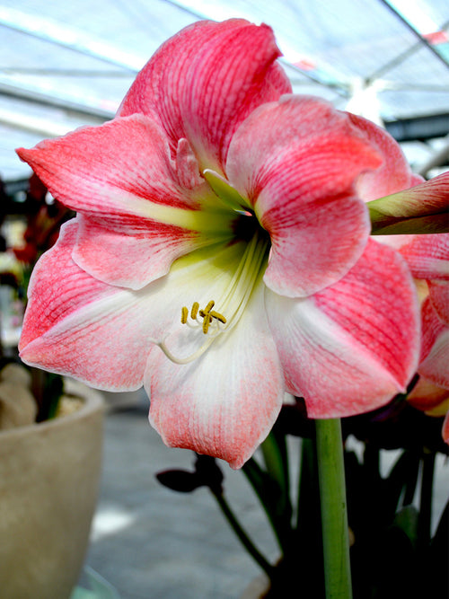 Amaryllis Bulbs Apple Blossom UK Shipping