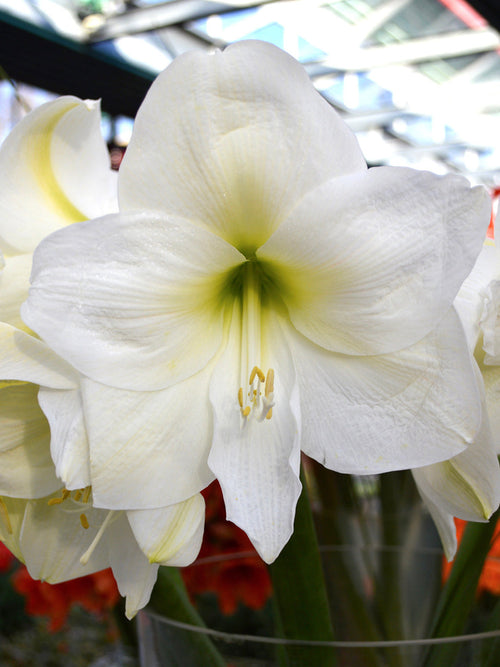 Amaryllis 'Christmas Gift' (Hippeastrum)