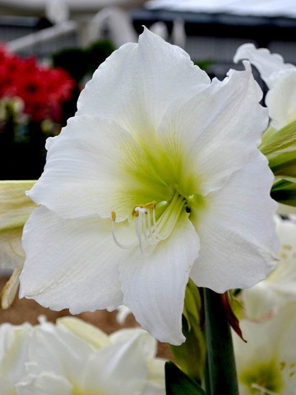 Christmas Amaryllis Bulbs