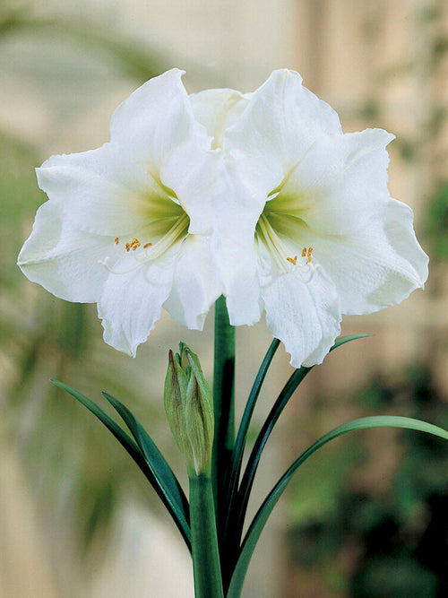 Christmas Amaryllis Bulbs