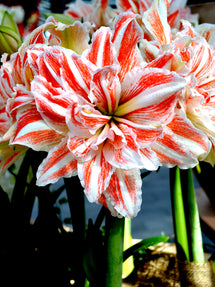 Jumbo Double Amaryllis Dancing Queen