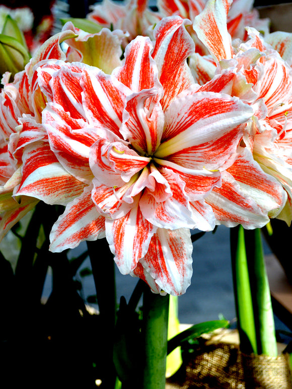 Jumbo Double Amaryllis Dancing Queen Bulbs