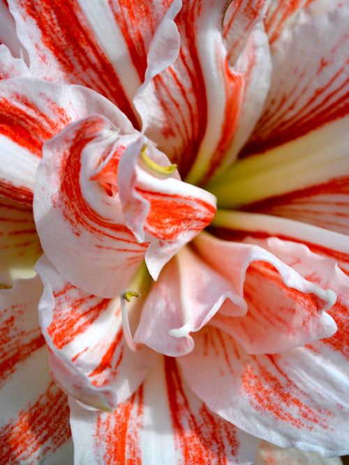 Double Amaryllis Dancing Queen