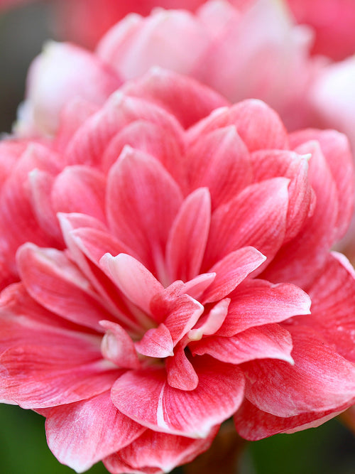 Jumbo Double Amaryllis Double Dream - Pink shipping from Holland to the UK