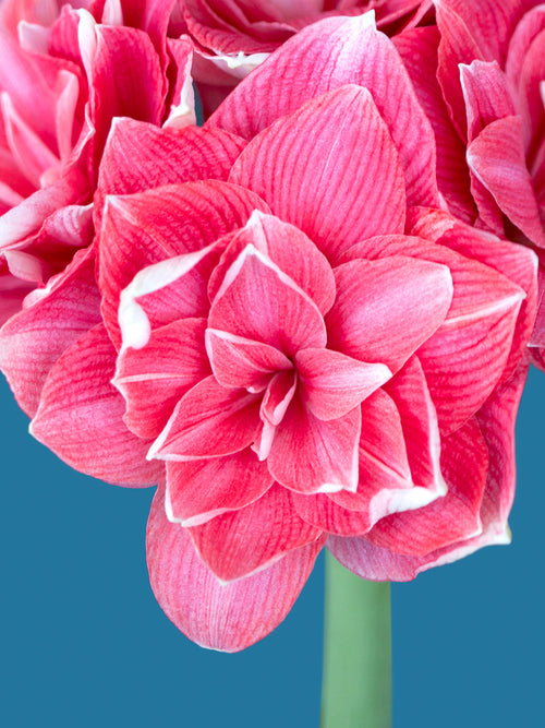 Jumbo Double Amaryllis Double Dream - Pink shipping from Holland to the UK