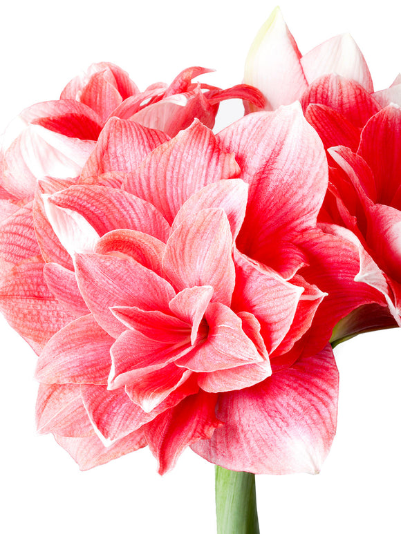 Jumbo Double Amaryllis Double Dream - Pink