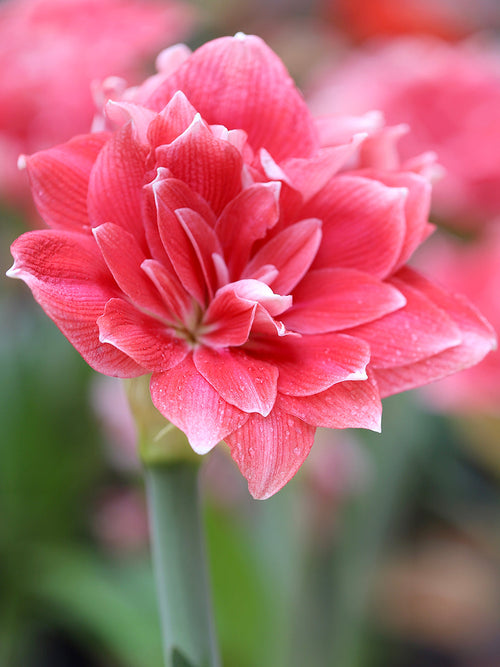 Jumbo Double Amaryllis Double Dream - UK Shipping