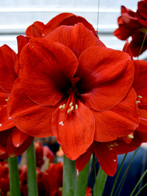 Red Amaryllis Ferrari Flower Bulbs
