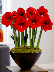 Jumbo Amaryllis Ferrari