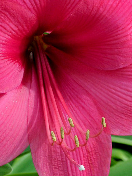 Pink Amaryllis Flowers - Lagoon