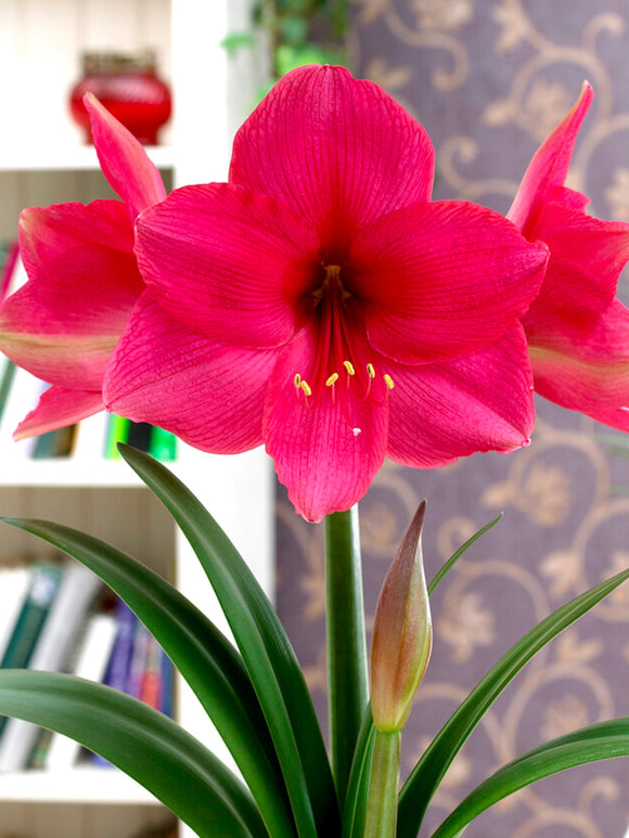 Pink Amaryllis Flowers - Lagoon