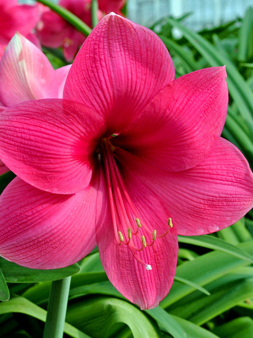 Jumbo Amaryllis Lagoon Bulbs