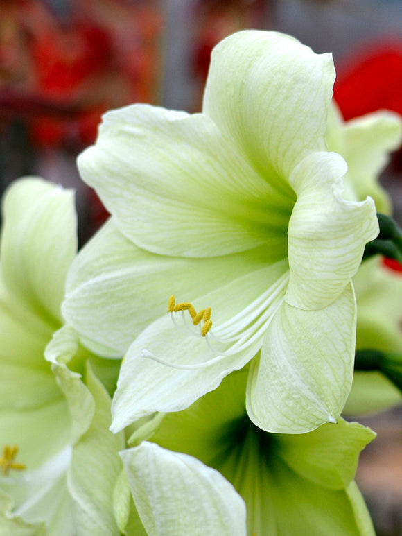 Jumbo Amaryllis Luna