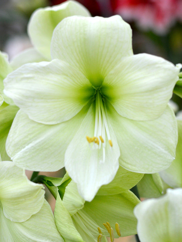 Jumbo Amaryllis Luna