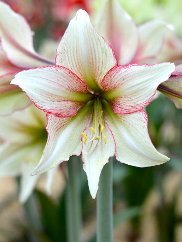 XXL Jumbo Amaryllis Magic Green