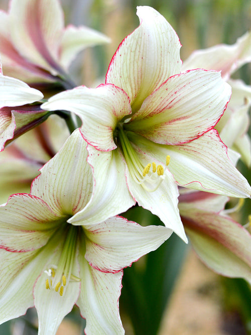 Jumbo Amaryllis Magic Green Flower Bulbs UK Delivery