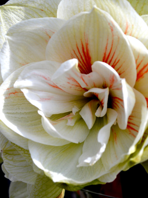 Double Amaryllis Nymph - Shipping from Holland to the UK