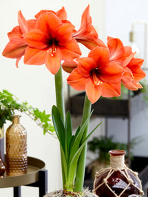 Jumbo Amaryllis Orange Desire