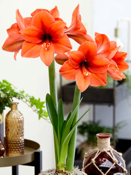 Jumbo Amaryllis Bulbs Orange Desire