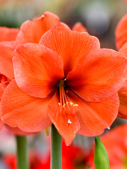 Jumbo Amaryllis Bulbs Orange Desire