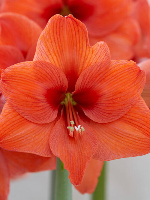 Jumbo Amaryllis Orange Desire