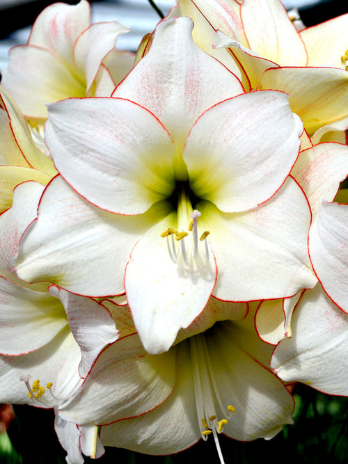 Amaryllis Picotee Bulbs