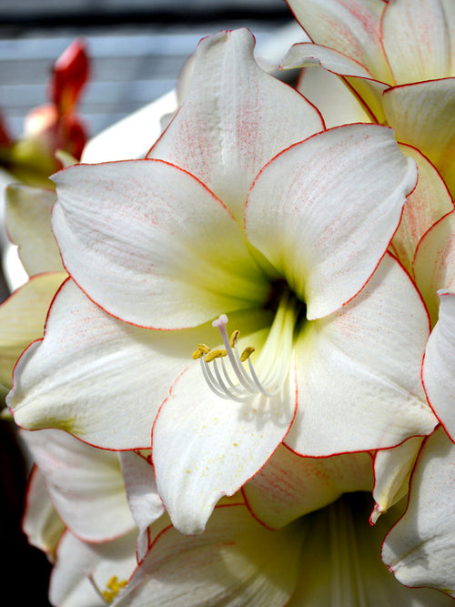 Jumbo Amaryllis Picotee Bulbs