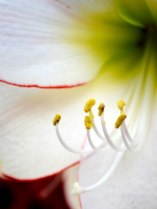 Jumbo Amaryllis Picotee