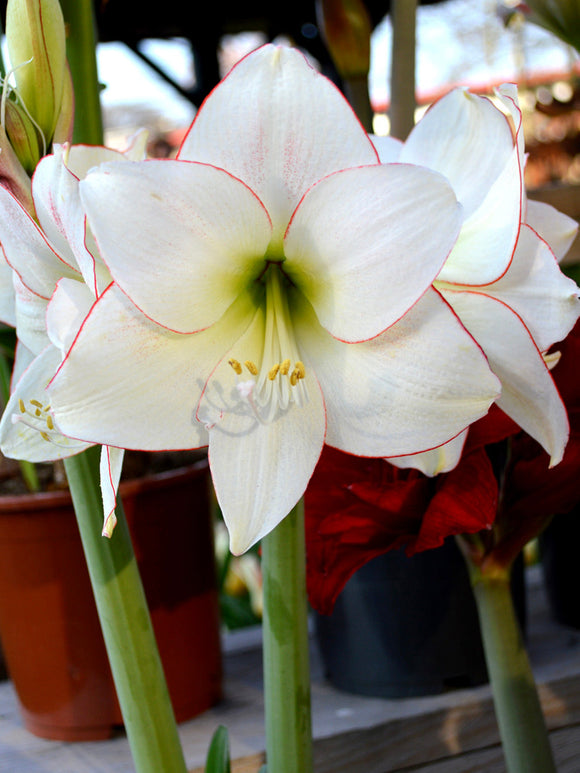 Jumbo Amaryllis Picotee Flower Bulbs