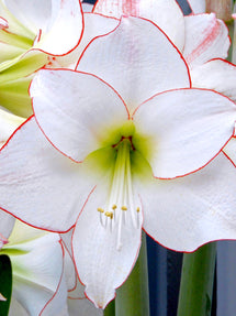 Jumbo Amaryllis Picotee