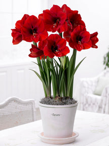 Jumbo Amaryllis Red Lion