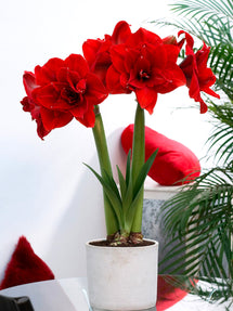 Jumbo Double Amaryllis Red Nymph