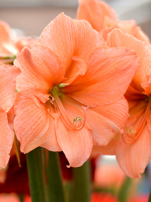 Jumbo Amaryllis Rilona - Salmon Amaryllis