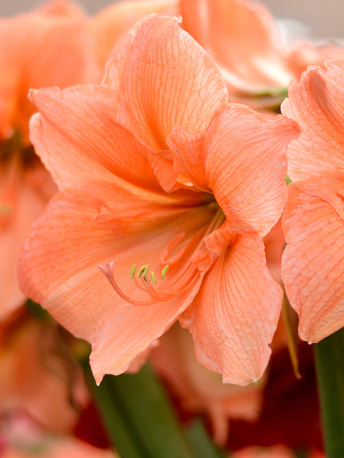 Jumbo Amaryllis Rilona - Huge Amaryllis Bulbs